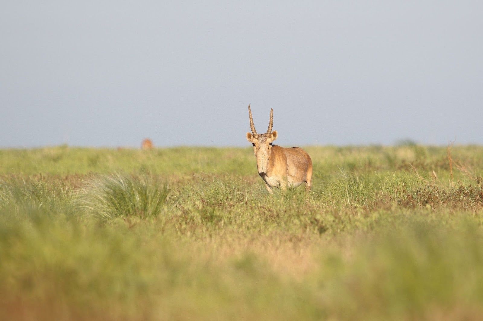 Unprecedented conservation triumph: Saiga antelope return from the red